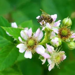 Blackberry (Rubus fruticosus) 4